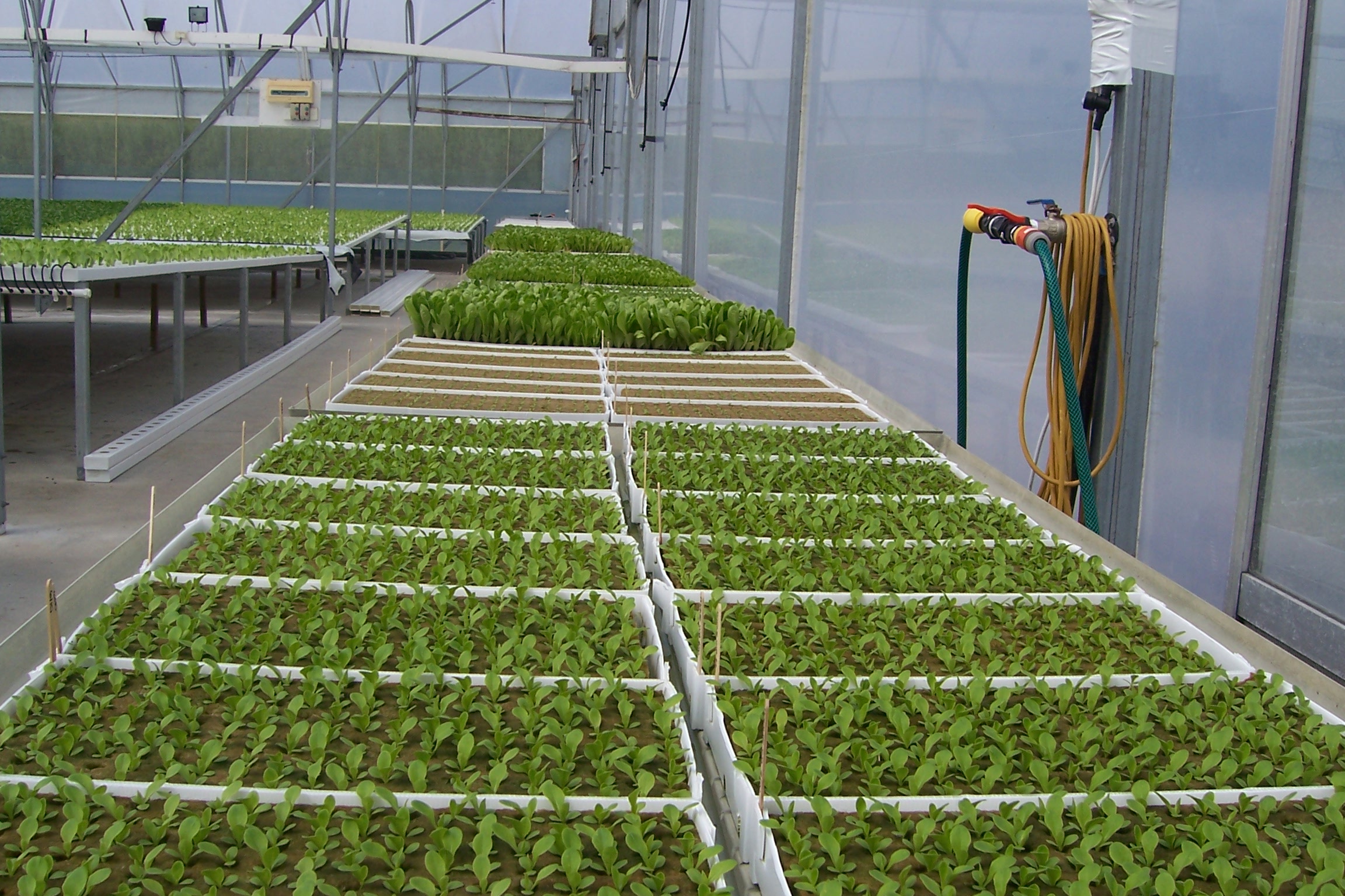 Ebb and Flow Tables Pure Hydroponics