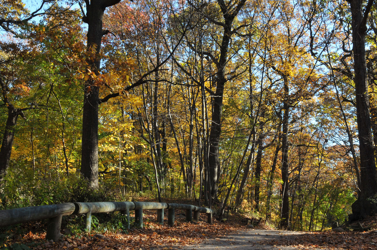 Queens' Forest Park Trust will receive innovative