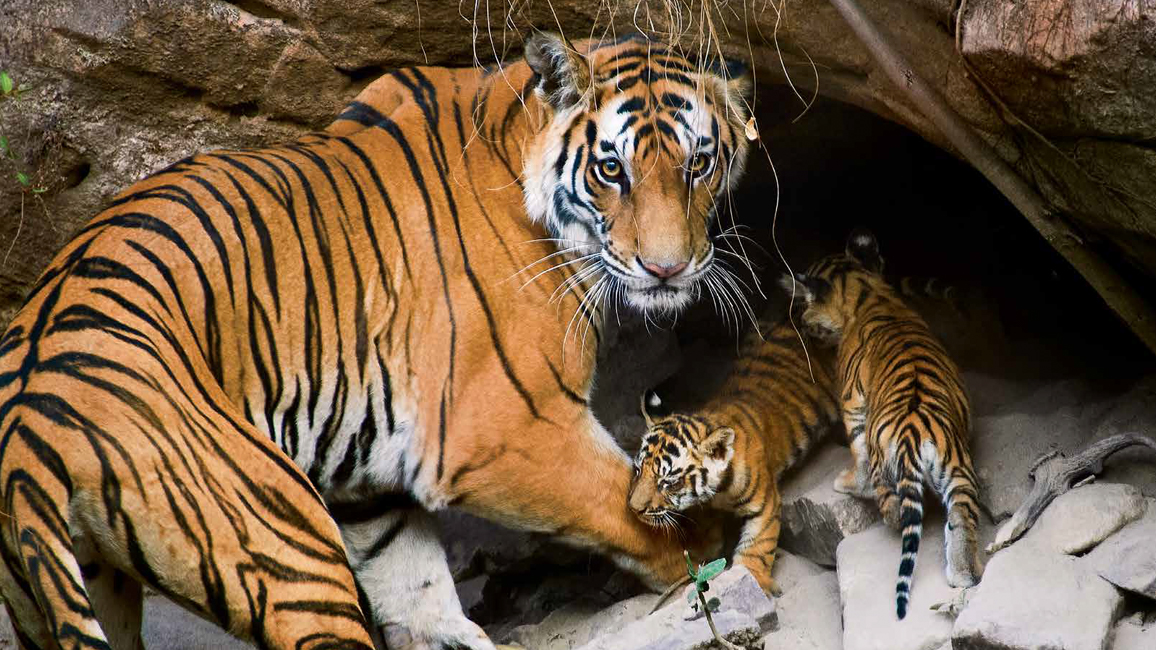 Tiger - Tiger Family Life - NWF | Ranger Rick