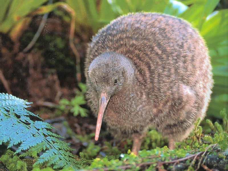 New Zealand’s Endangered Kiwi Bird rmagibess