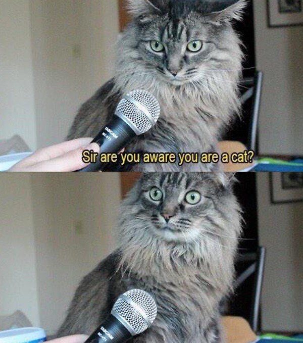 37 Of The Best Cat Memes The Has Ever Made
