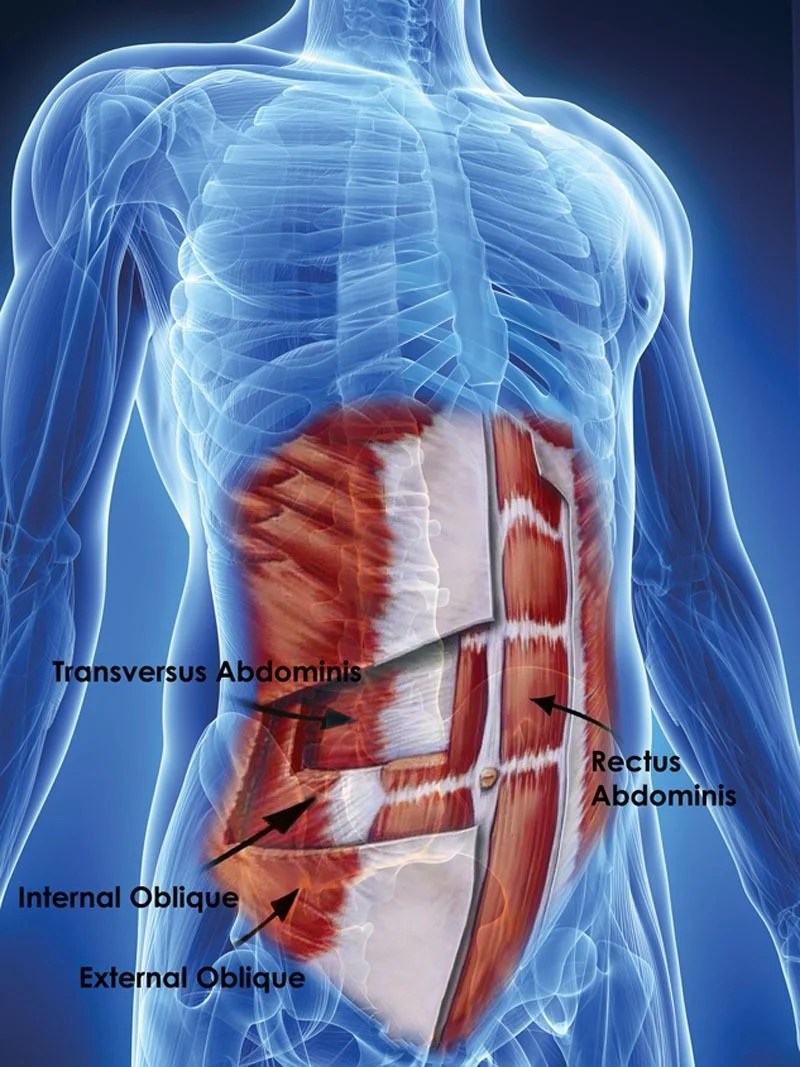 The pelvis is a symmetrical bony ring interposed between the vertebrae of the sacral spine and the lower limbs, which are articulated through complex joints, the hips. Tendon Cartilage Ligament Of Pelvic Floor Muscle Dysfunction