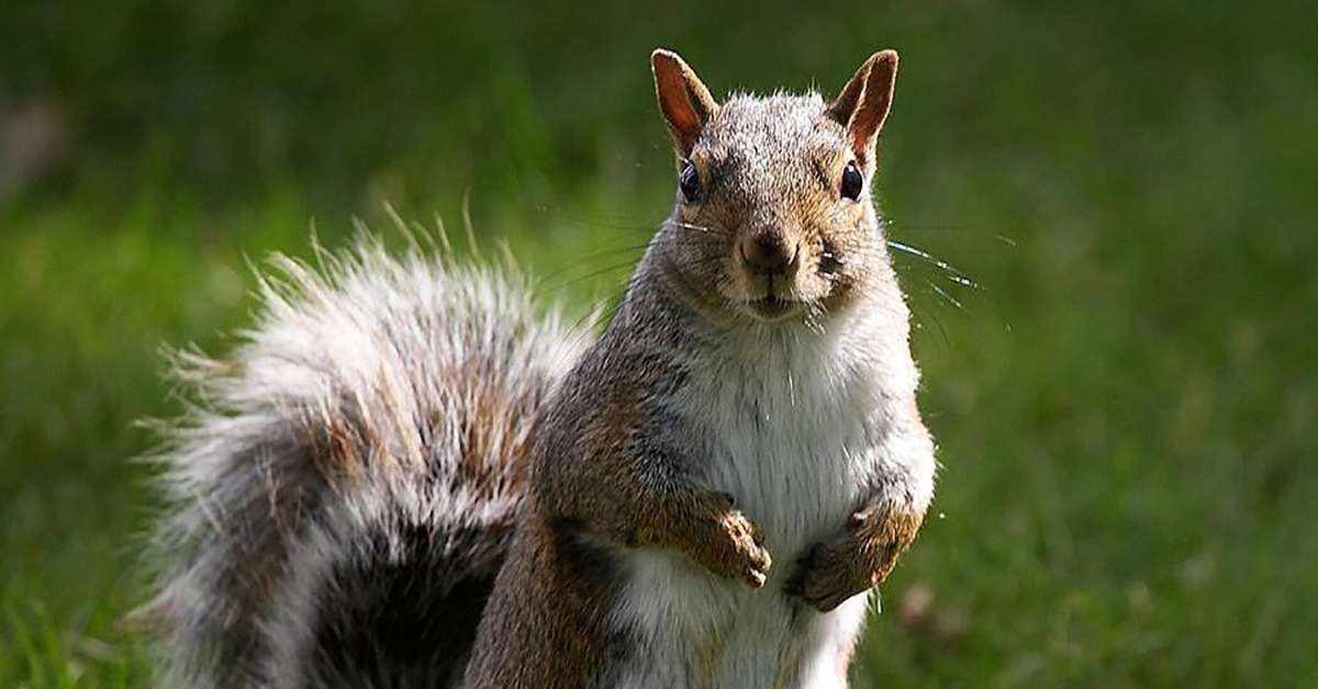 5 Adorable Animals That Are Turning to the Dark Side