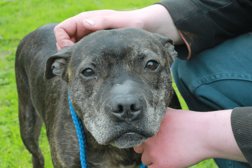 Honey 10 year old female Staffordshire Bull Terrier dog