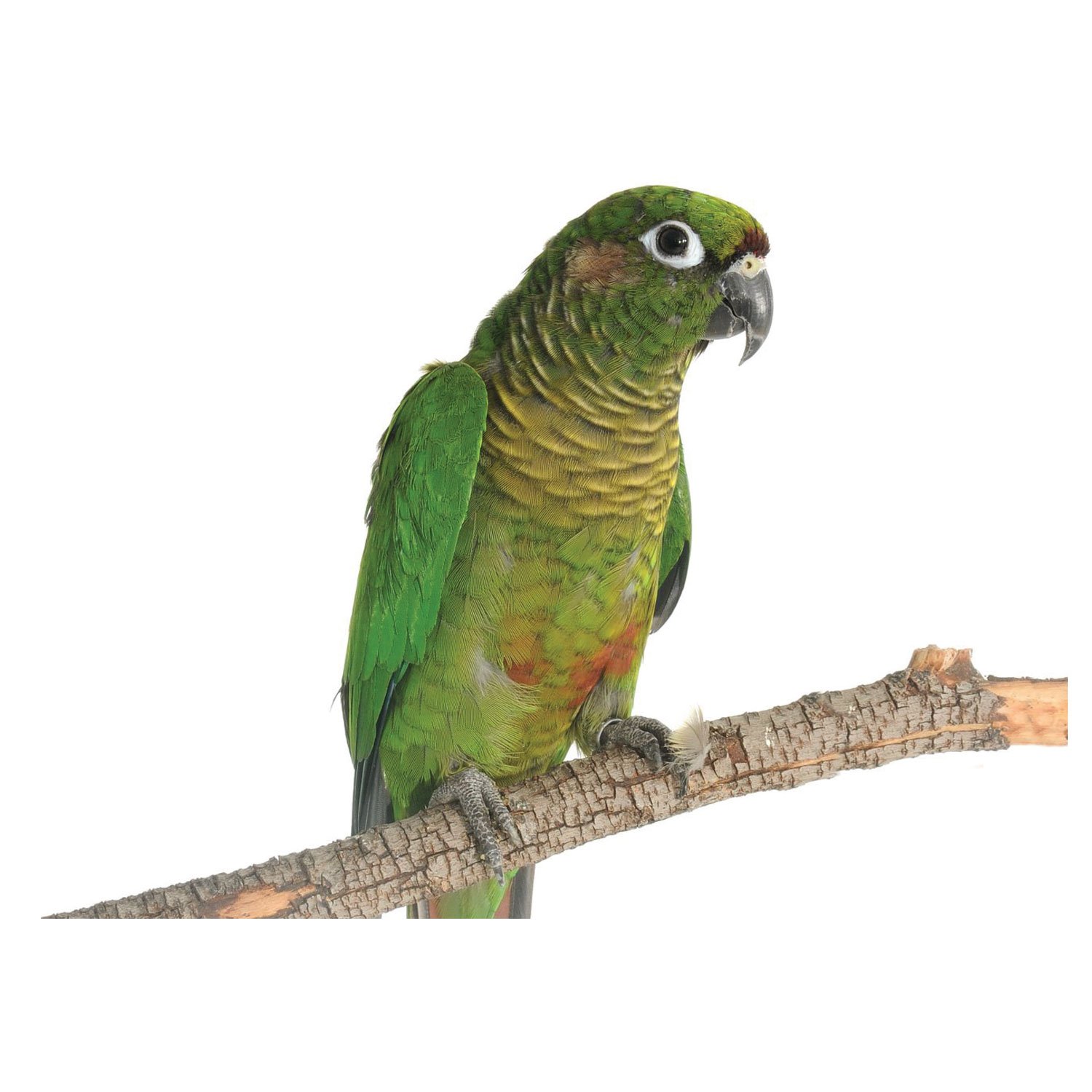 Conures for Sale Green Cheek Conure Birds for Sale Petco