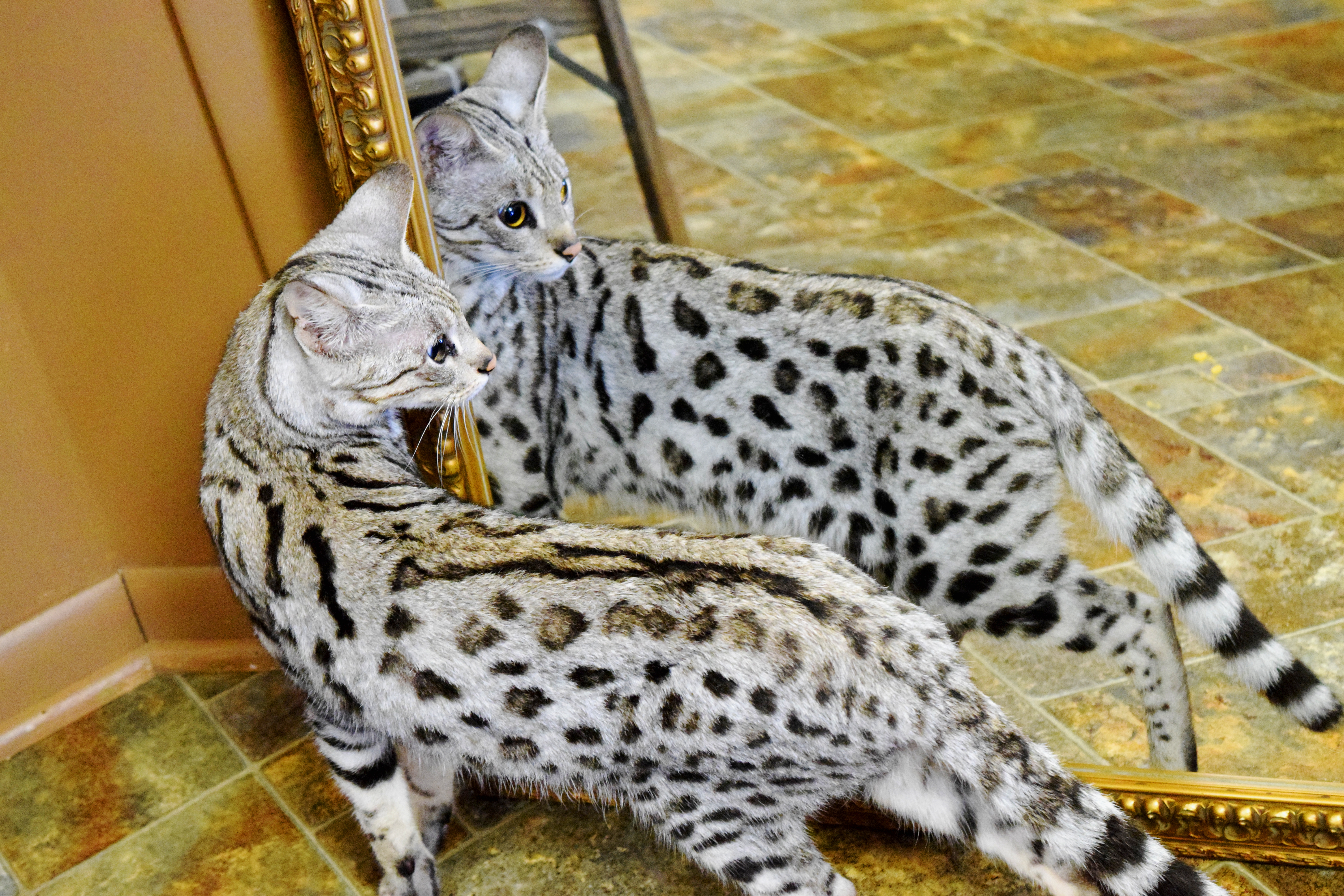 Savannah Cat Breeders Savannah Cats, Bengal Cats For Sale