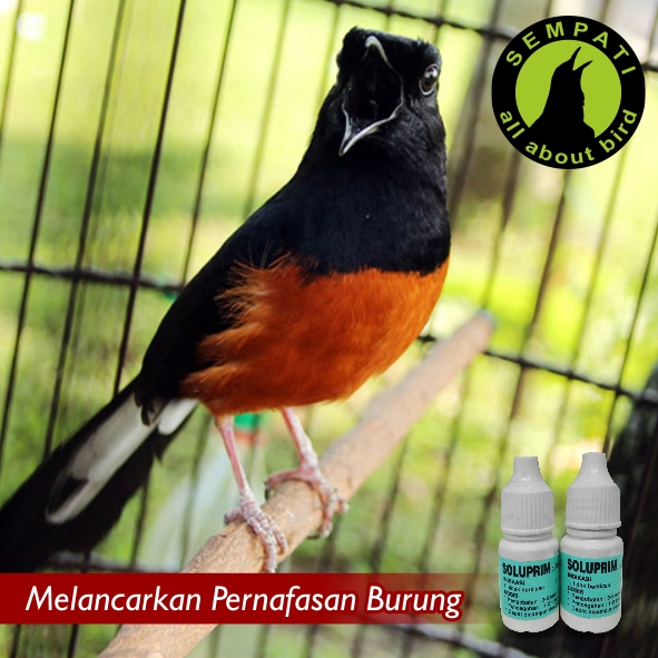 Soluprim Obat Burung Sakit Serak Pilek Tidak Berkicau Volume Suara Lemah Sempati Bird Shop