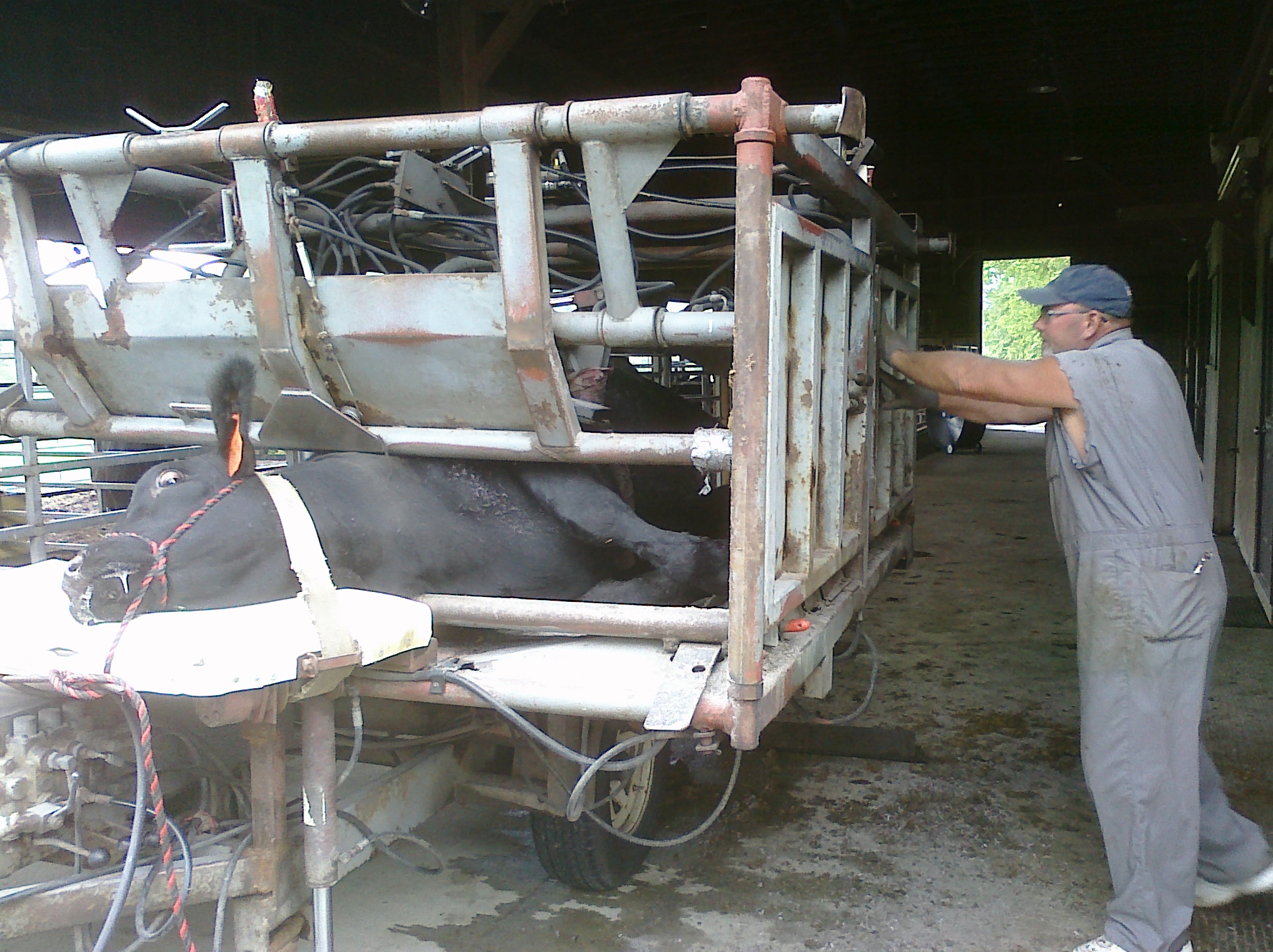 Hoof Trimming, Beef Cattle, Watson Hoof Trimming, Dickson Simmental