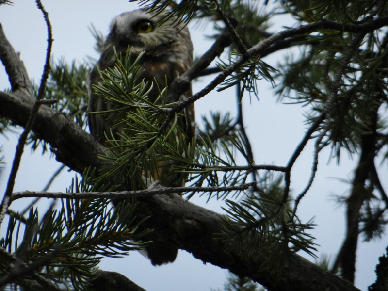 Northern Sawwhet Owl (NSWO) Sipapu