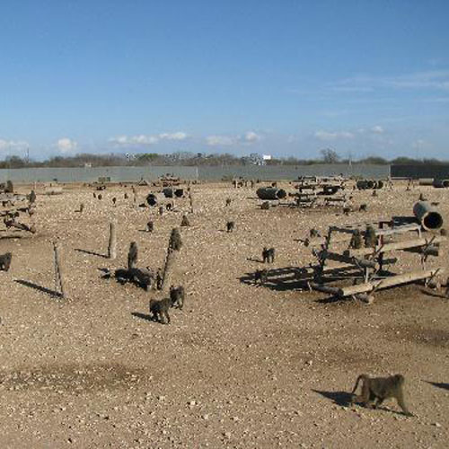 Chimpanzee Retirement Village at SNPRC Southwest