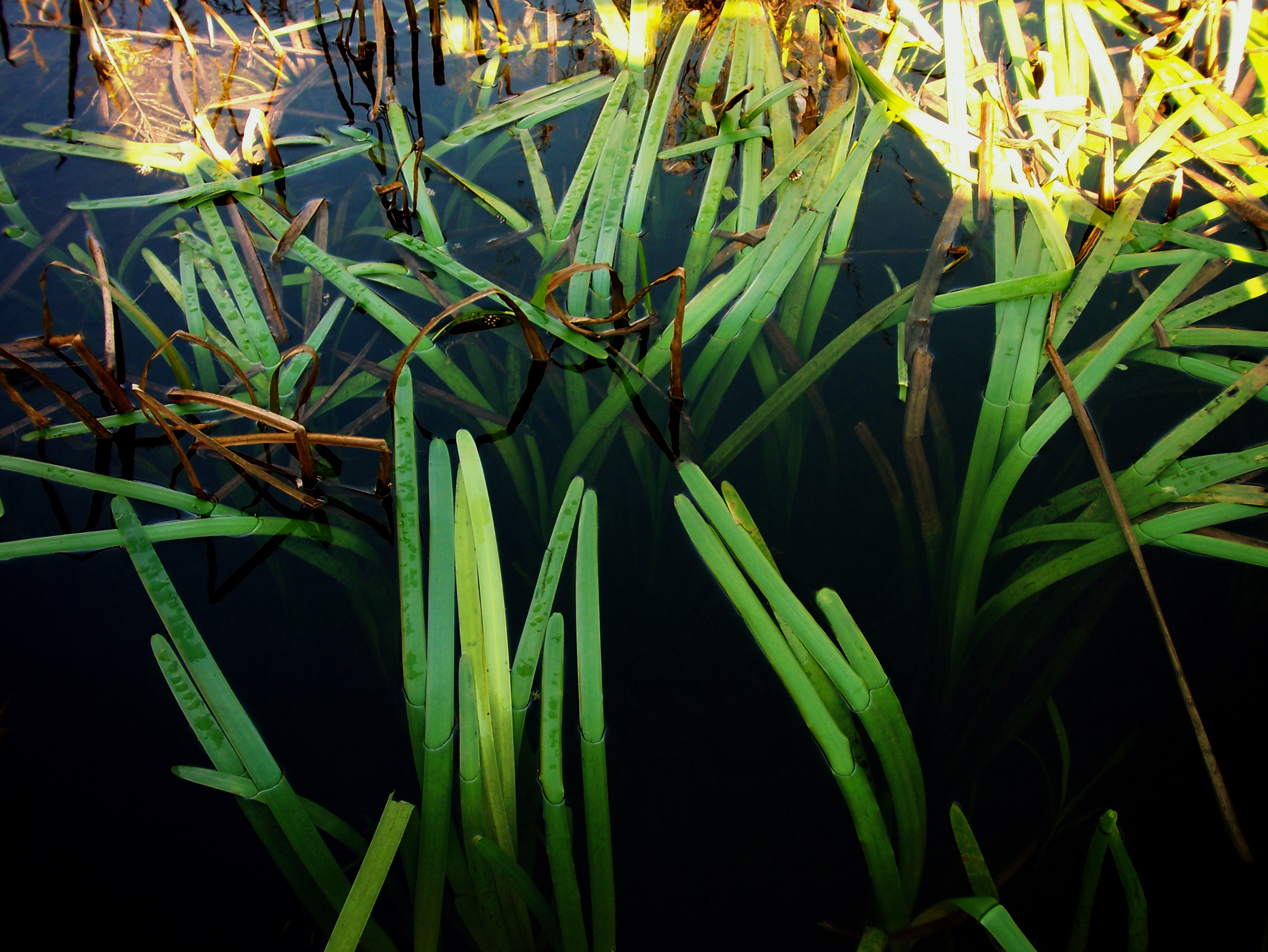 Kisatchie Aquatic Plantlife spaceobservatory