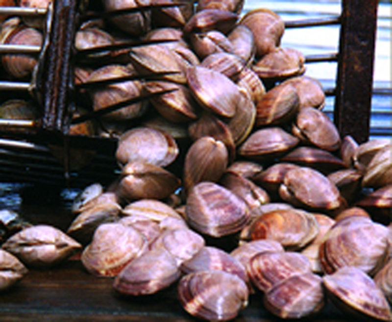 Littleneck Clams Spinney Creek Shellfish