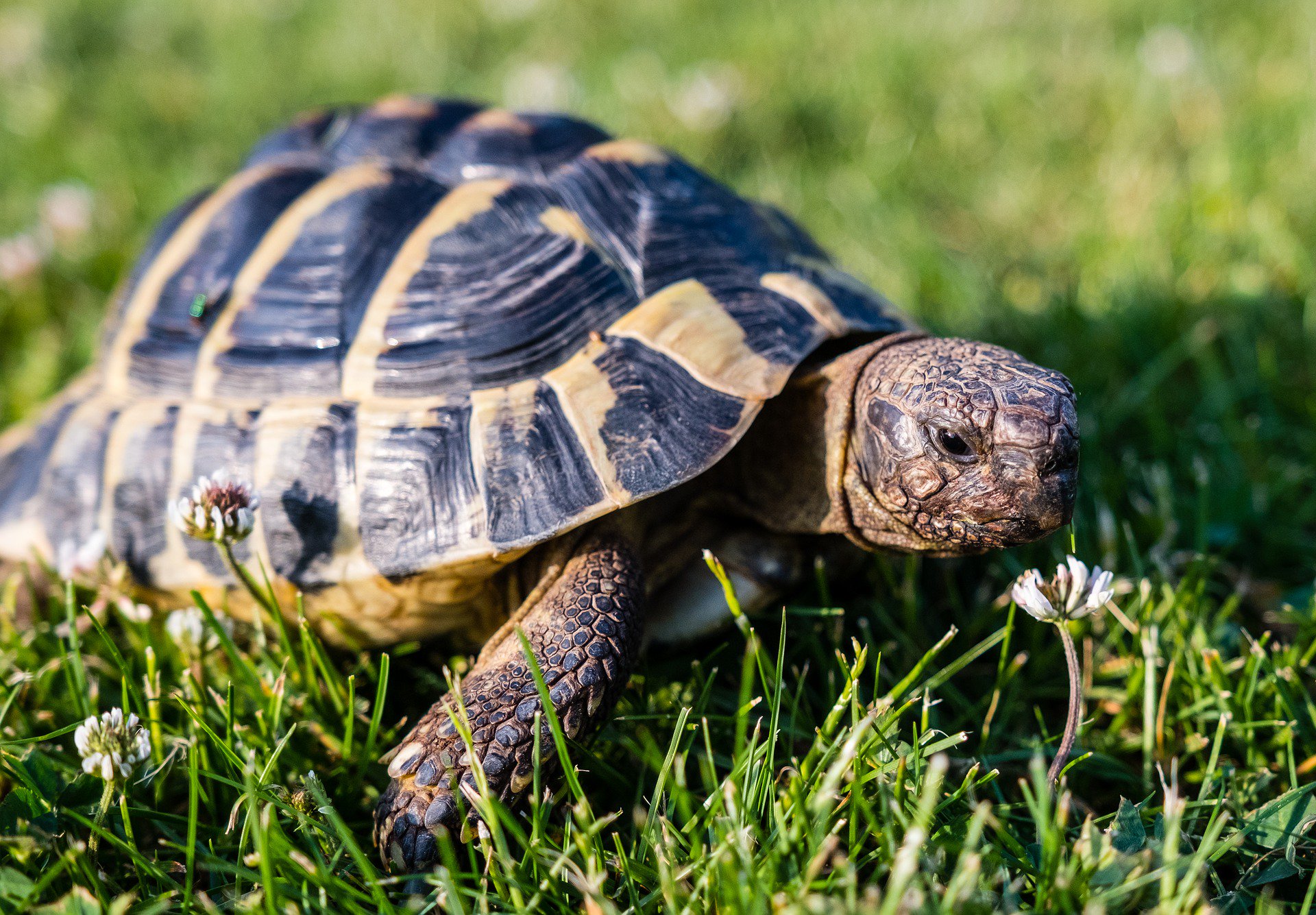 ¿Por qué las tortugas son tan lentas?