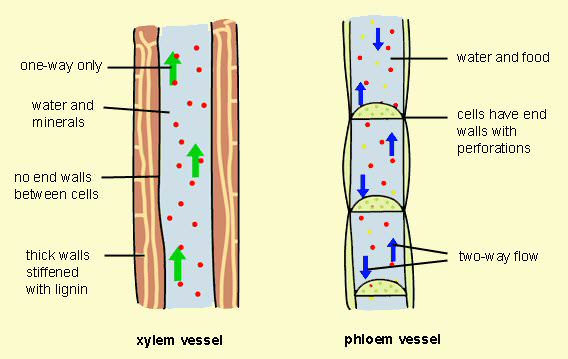 List any 6 differences between Xylem and Phloem Science Tissues 2947110