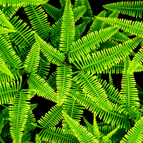 Seedless Vascular kaycietaylor94