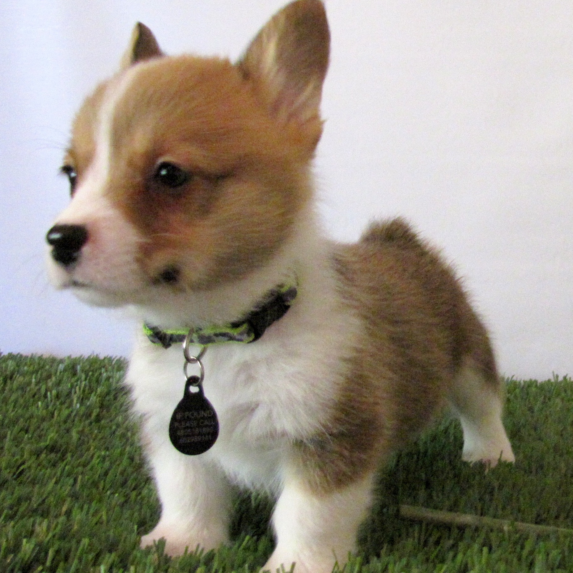 Haylee Anderson's Page