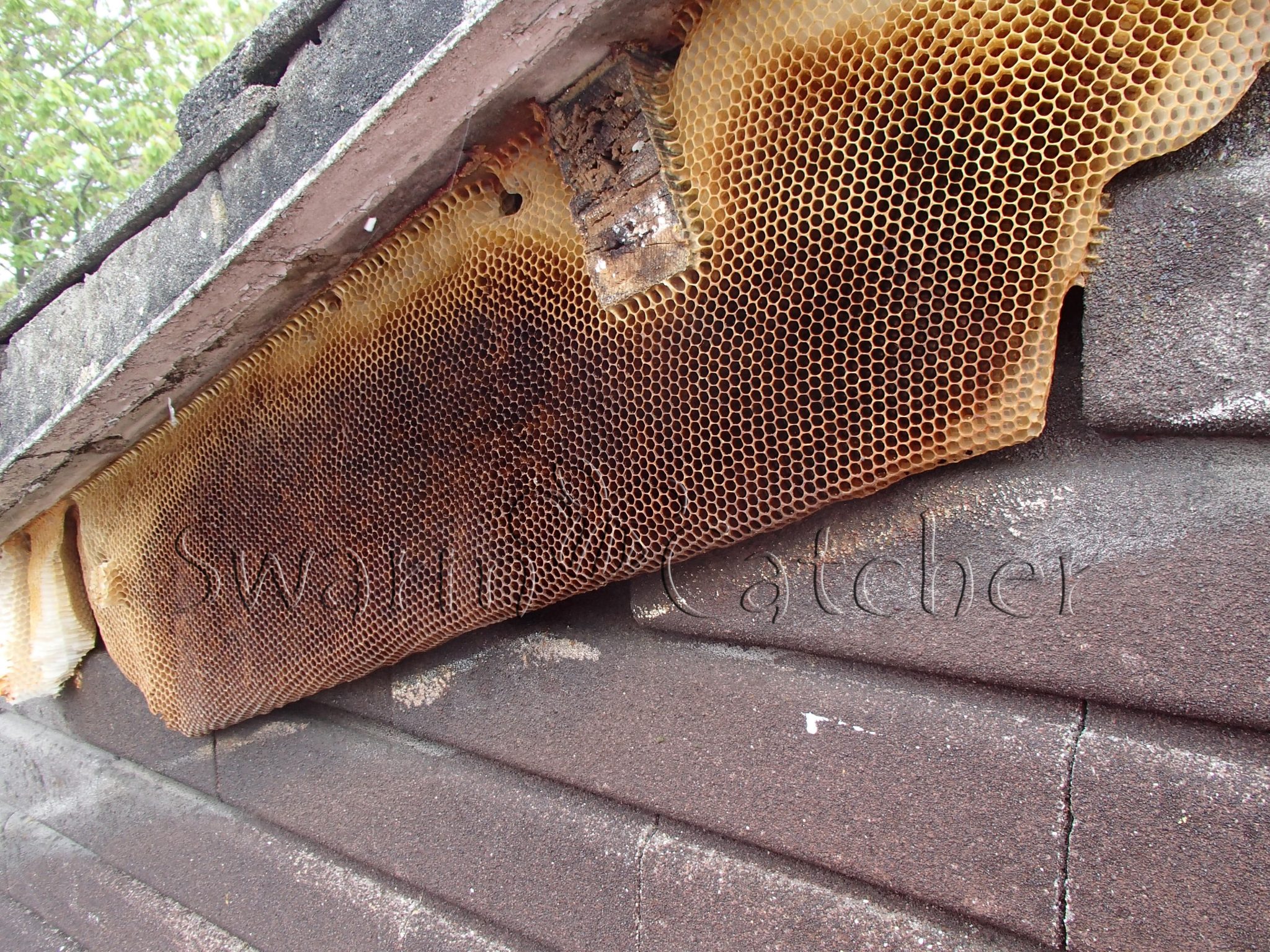 Honey Bees in Wall SwarmCatcher