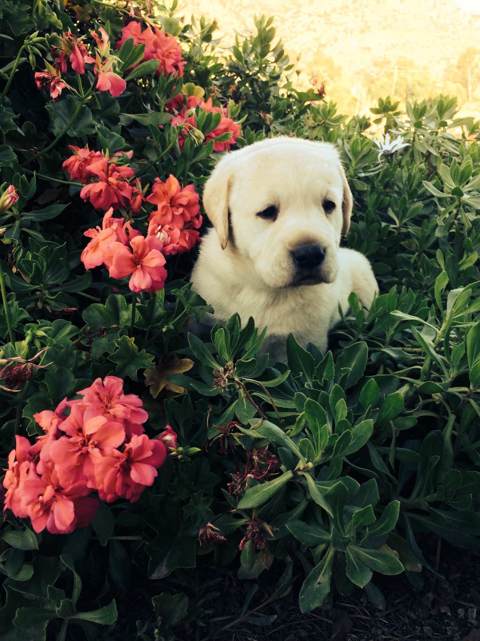 Yellow Lab Puppies in San Diego Labrador Retriever Puppies