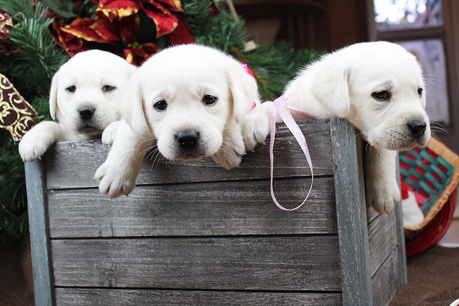 Yellow Lab Puppies in San Diego Labrador Retriever Puppies