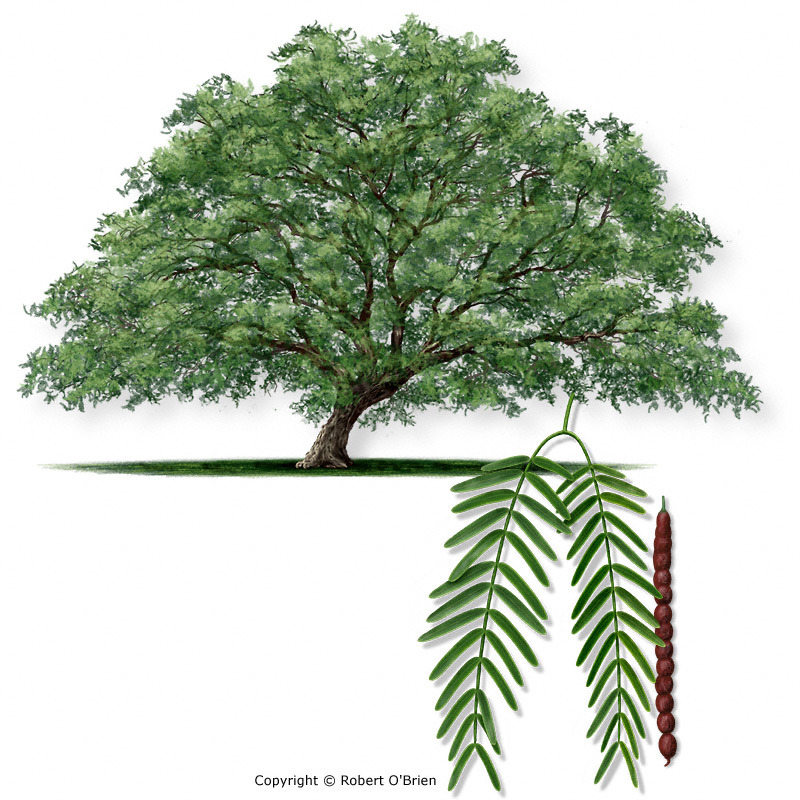 Texas Mesquite Trees For Sale inspire ideas 2022