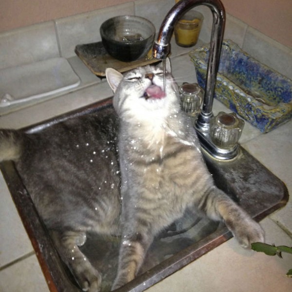 24 Crazy Cats That Broke All Rules And Fell In Love With Water