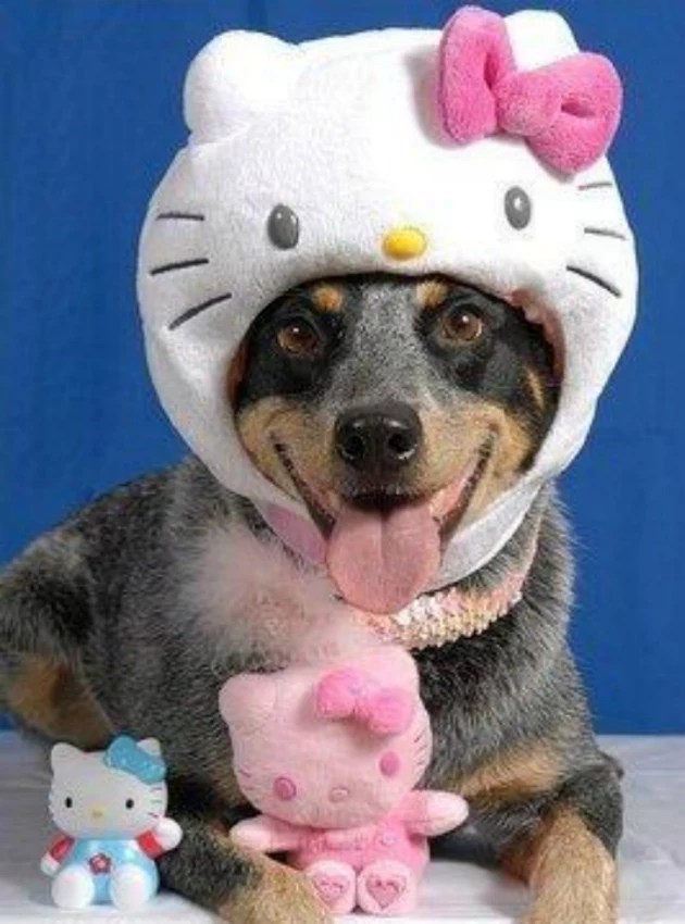 10 Awesome Costumed Dogs Ready for National Dress Up Your Pet Day [PHOTOS]