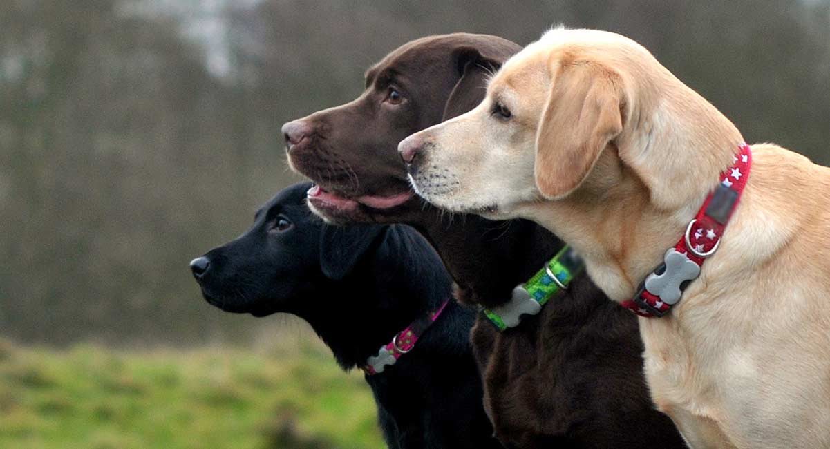 Labrador Collar Tips Sizes, Styles, And Choosing A