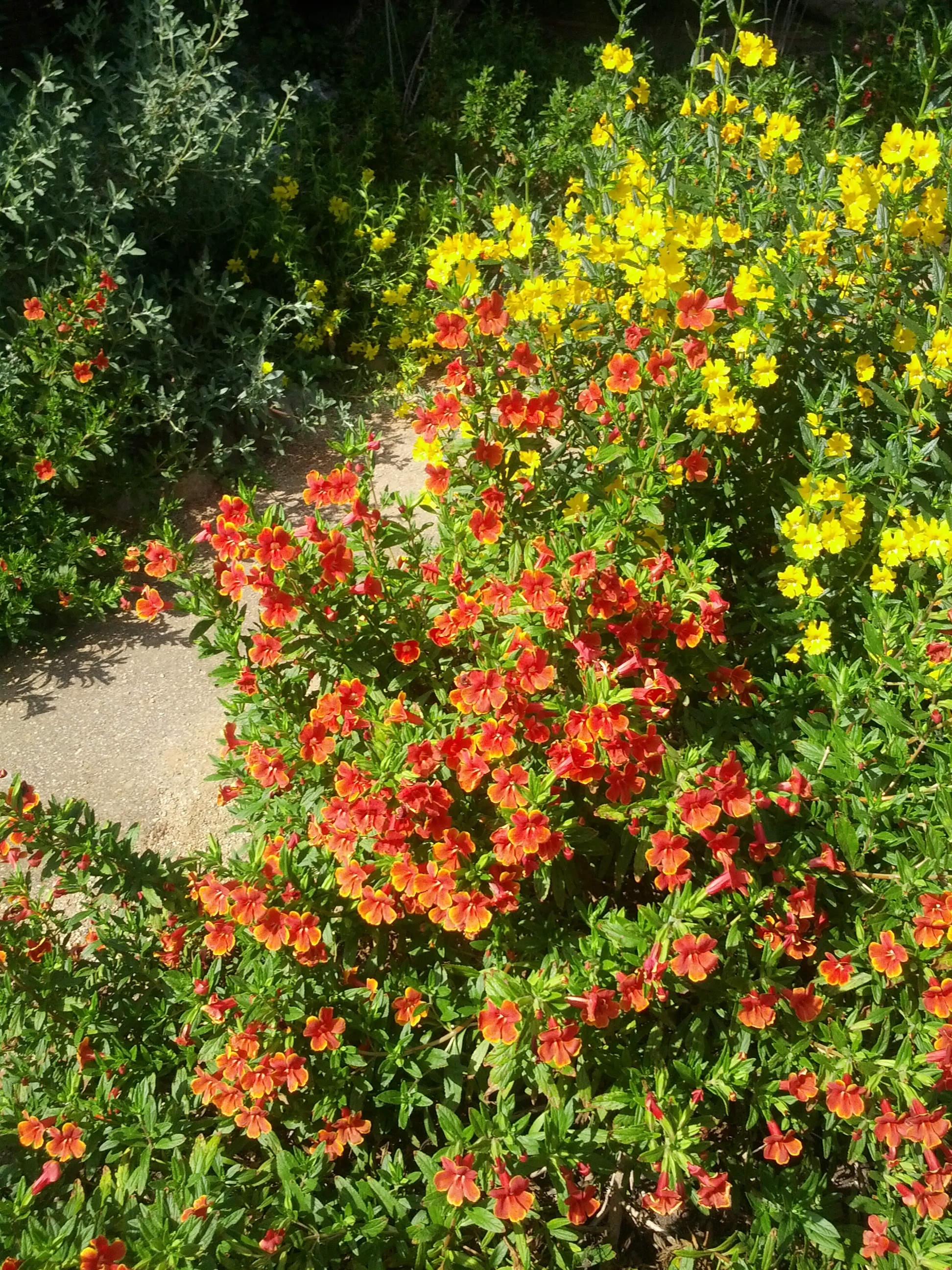 Monkey Flowers The Smarter Gardener