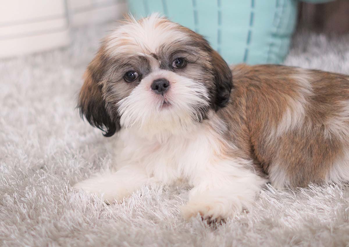 Paul the Shih Tzu (500) Top Dog Puppies