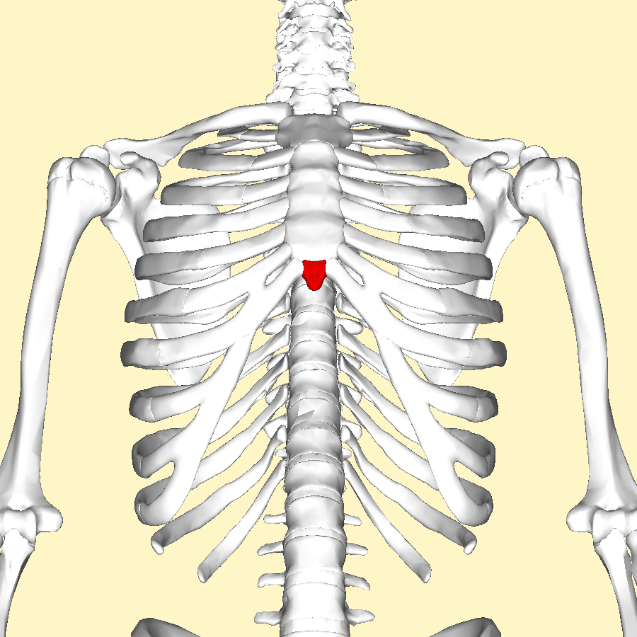 FileXiphoid process below.png