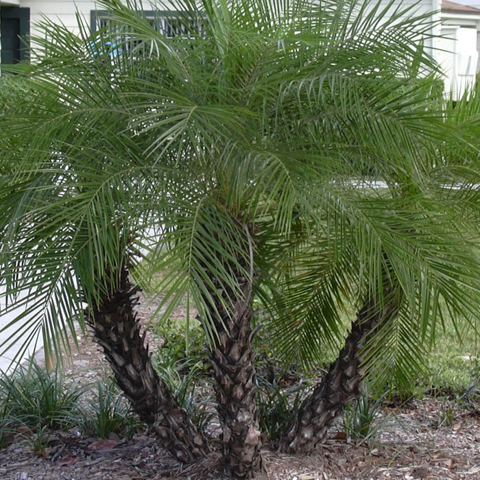 Pygmy Date Palm Care Arizona Tricheenlight