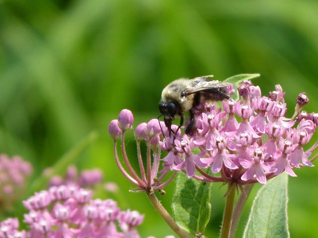 to Virginia Native Plant Society