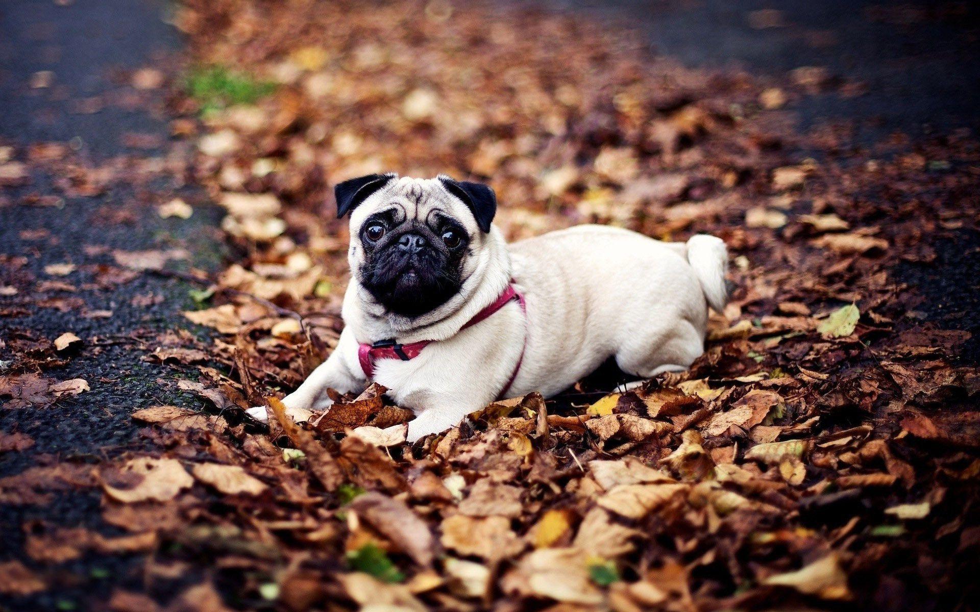 Pug Wallpapers Wallpaper Cave