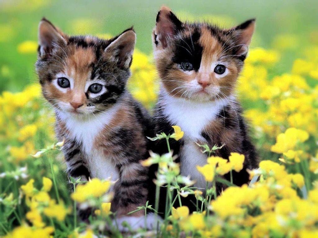 Baby Kitten Wallpapers Wallpaper Cave