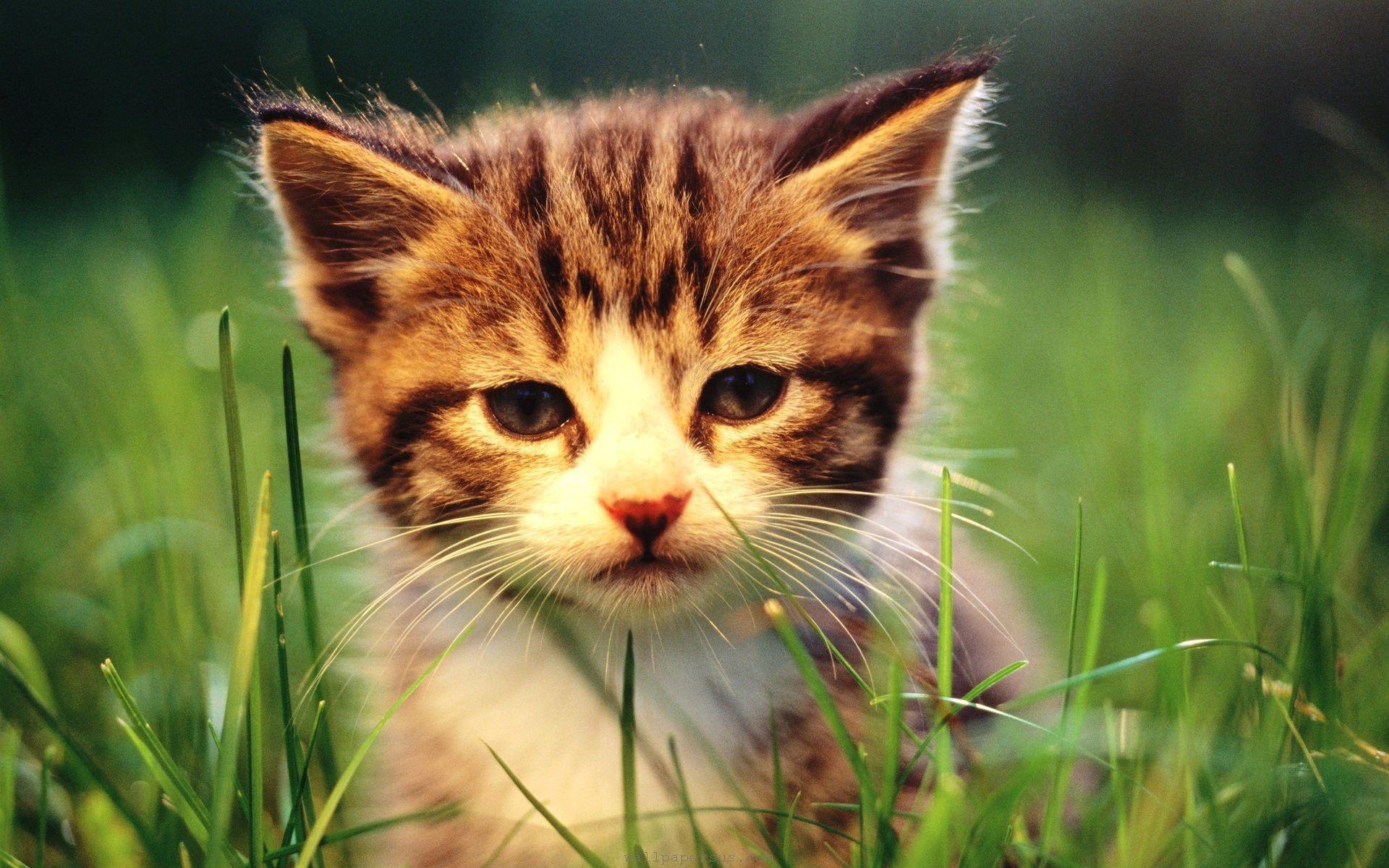 Baby Kitten Wallpapers Wallpaper Cave