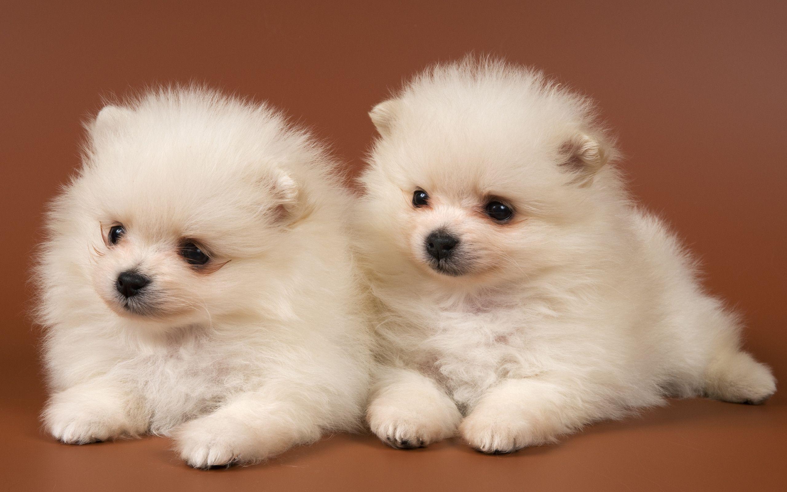 Baby Dog Wallpapers Wallpaper Cave