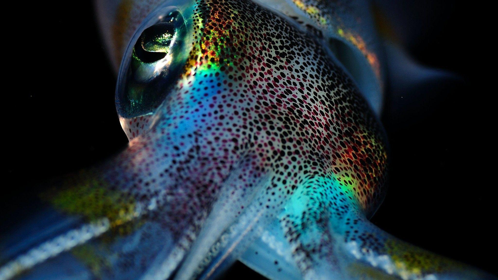Squid Wallpapers Wallpaper Cave