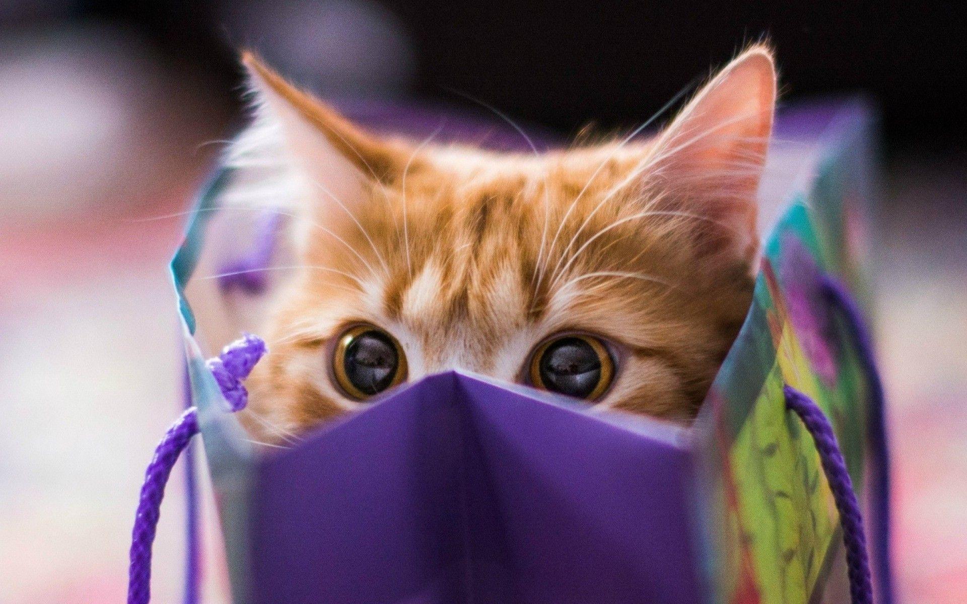 Funny Wallpapers For Facebook 2016 Wallpaper Cave