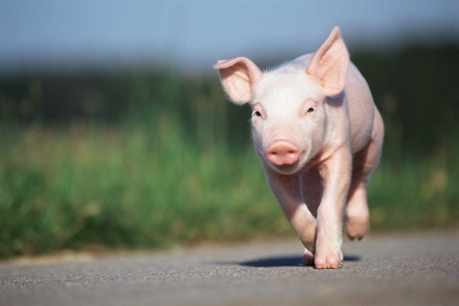 Baby Pigs Wallpapers Wallpaper Cave