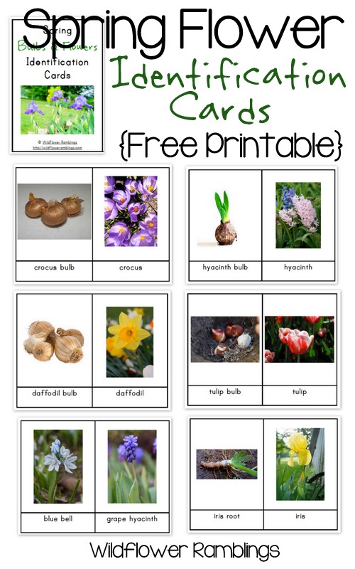 Spring Flower & Bulb Identification Cards {free printable