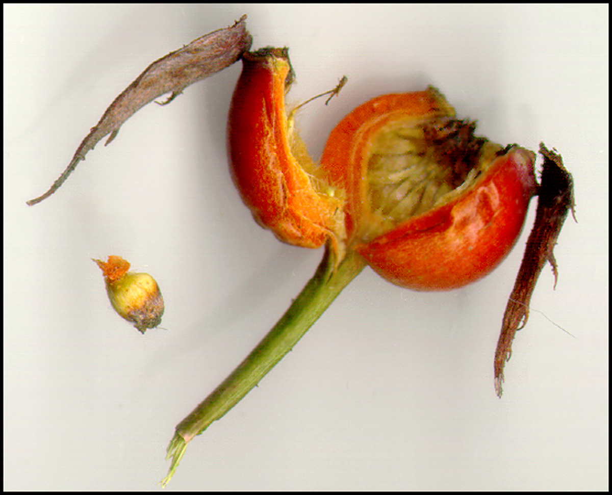 Growing Roses From Seed