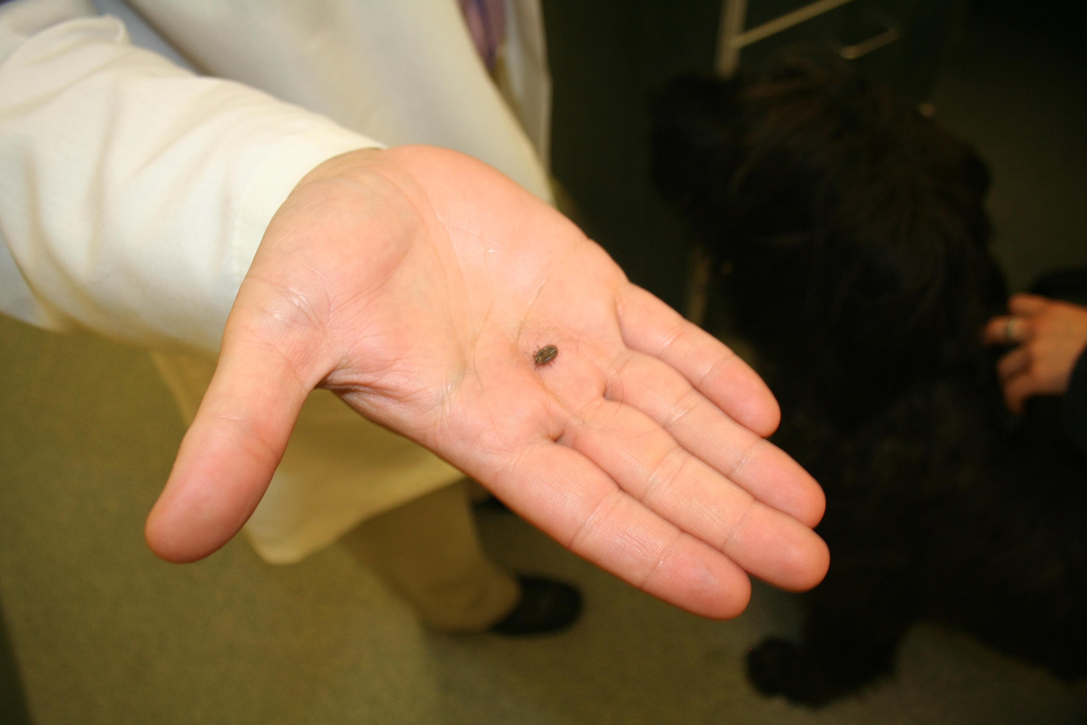Why Your Dog Can Get Vaccinated Against Lyme Disease And