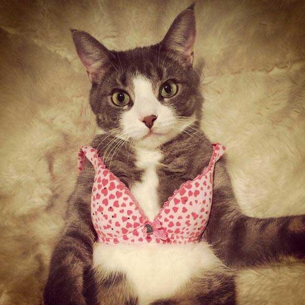 Cats Wearing Lingerie (GALLERY)