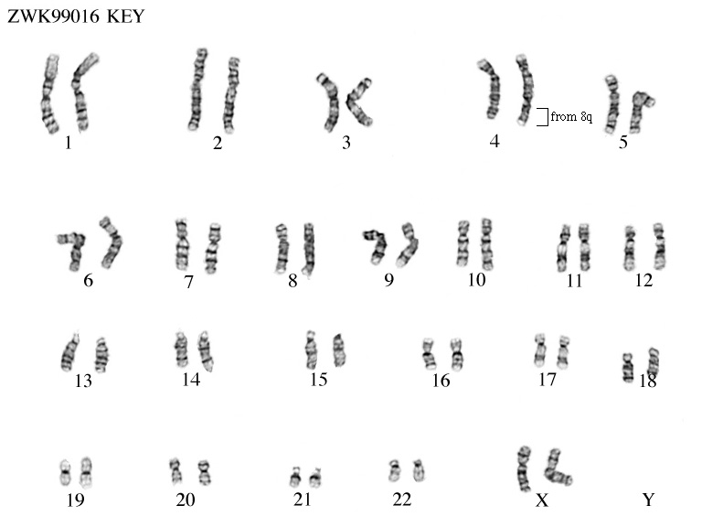Karyotype Analysis Worksheet Answers Worksheet List