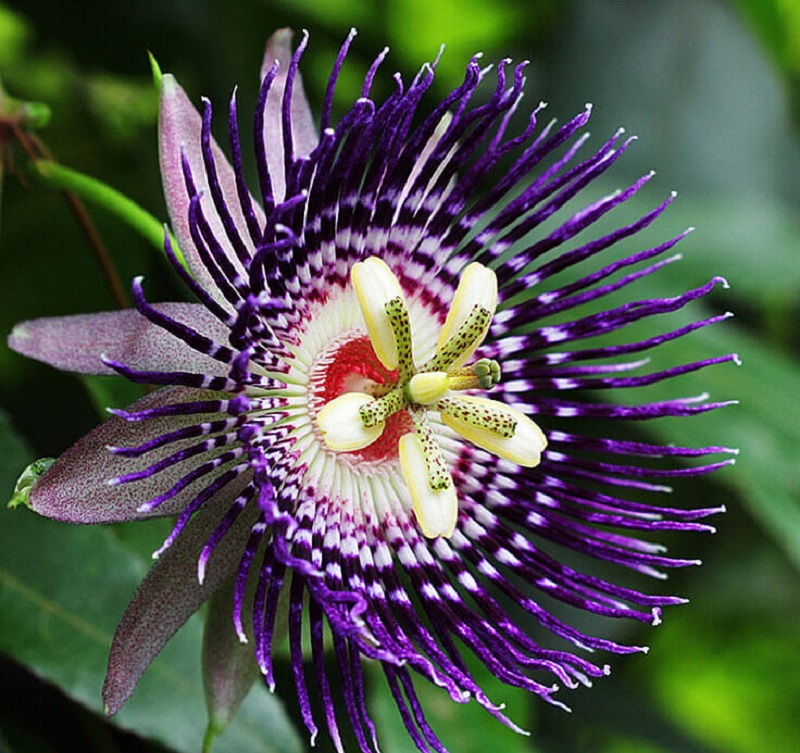 65 Pictures of Most Beautiful Flowers in the World