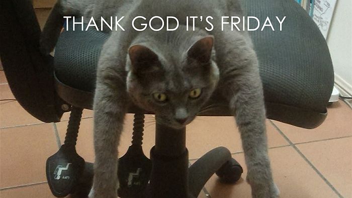 Office cat Thank god it's friday