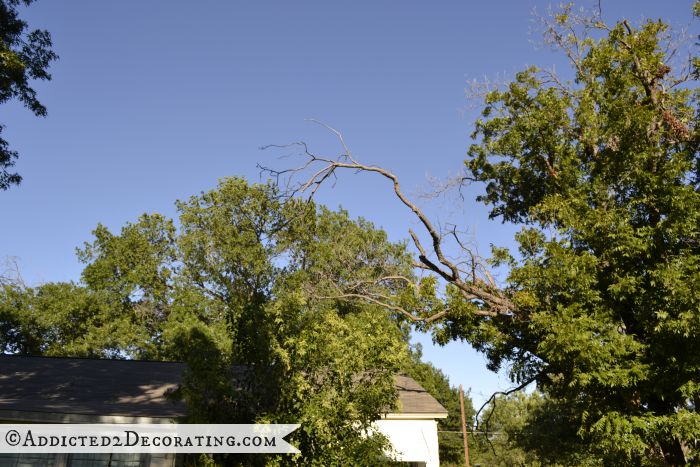 You Want To Charge Me HOW MUCH To Trim My Trees?!?!