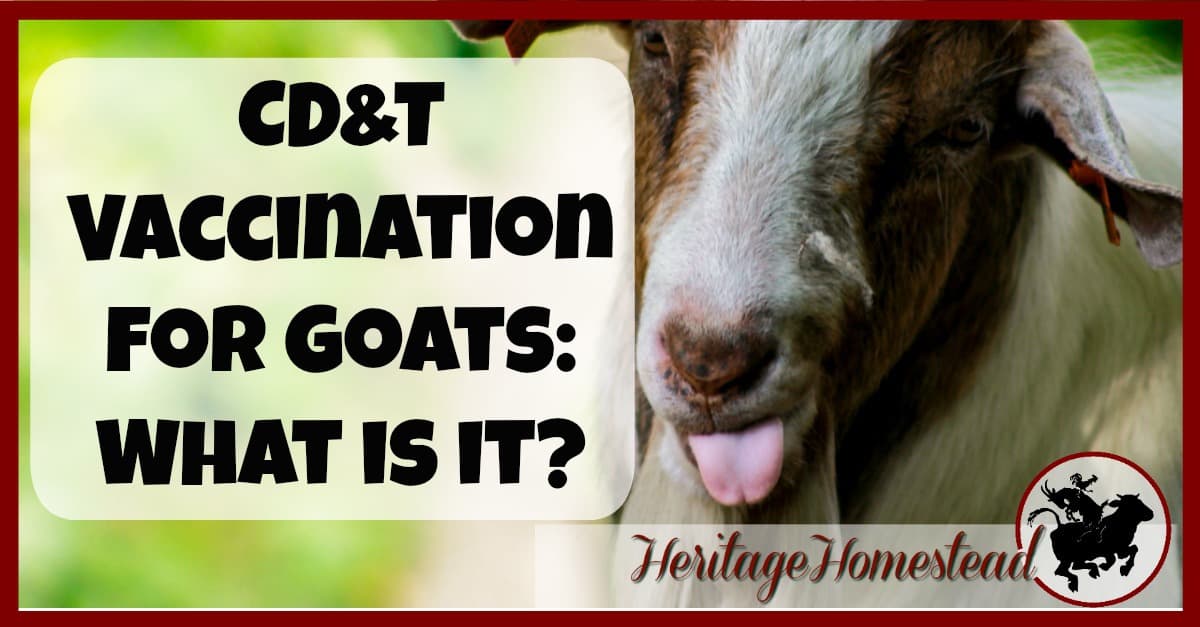 CD&T Vaccination for Goats Necessary or Not? February 2018