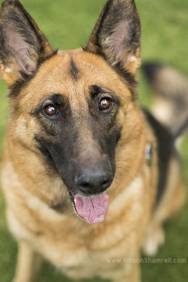 Cherry the San Diego German Shepherd, in Presidio Park San
