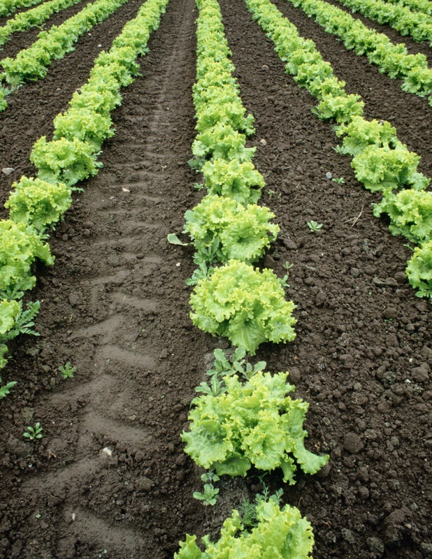 Lettuce Planting, Growing and Harvesting Lettuce Plants